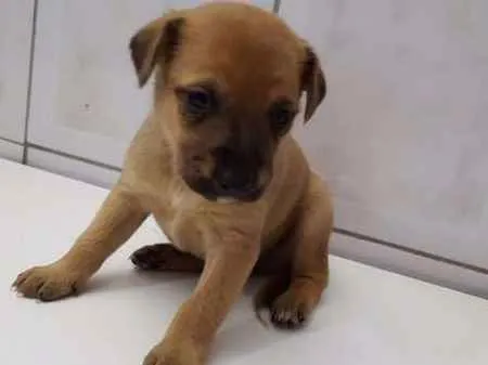Cachorro ra a SRD idade Abaixo de 2 meses nome Filhotes