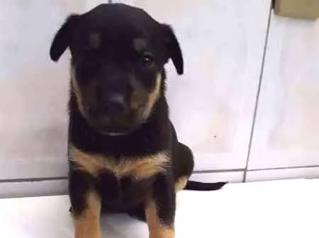 Cachorro ra a SRD idade Abaixo de 2 meses nome Filhotes