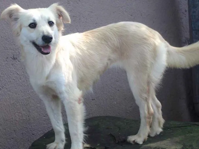 Cachorro ra a  idade 3 anos nome Angel