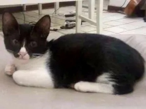 Gato raça  idade 2 a 6 meses nome Rada