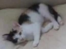 Gato raça  idade 2 a 6 meses nome ninha