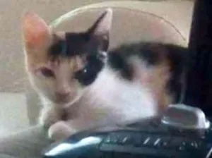 Gato raça  idade 2 a 6 meses nome ninha