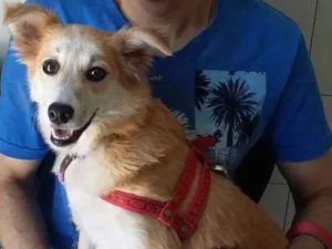 Cachorro raça srd idade 7 a 11 meses nome Floquinha
