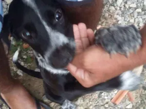 Cachorro raça Fila idade 7 a 11 meses nome Sem nenhuma nome