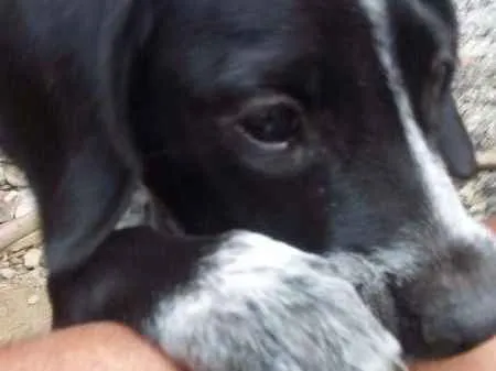 Cachorro raça Fila idade 7 a 11 meses nome Sem nenhuma nome