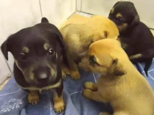 Cachorro raça SRD idade Abaixo de 2 meses nome Filhotes