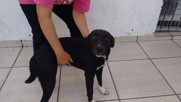Cachorro ra a Vira-Lata idade 1 ano nome Nina