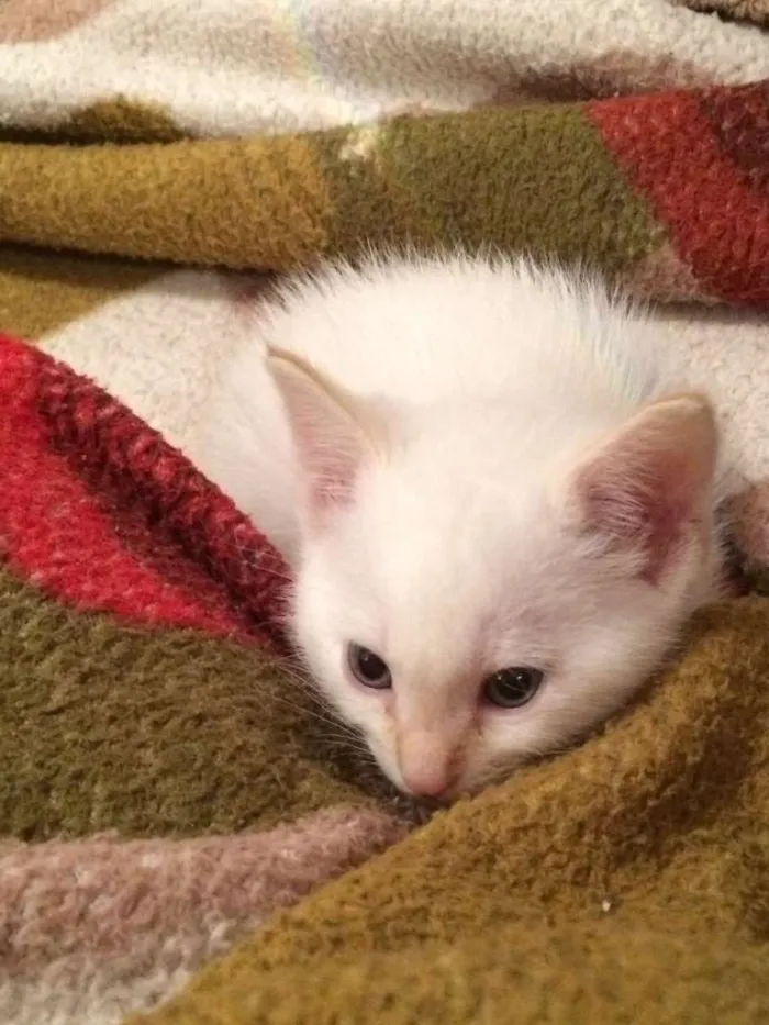 Gato ra a Não definida  idade Abaixo de 2 meses nome Lucky 