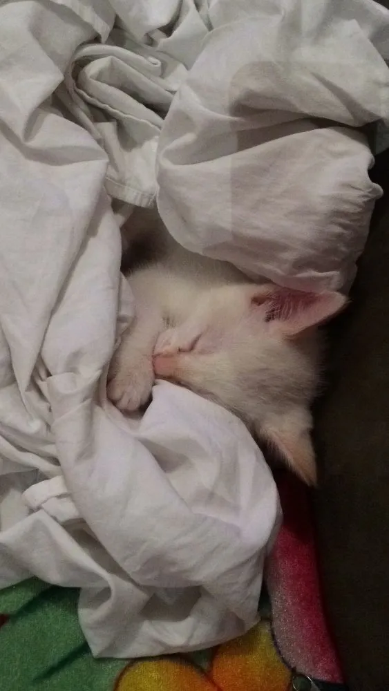 Gato ra a Não definida  idade Abaixo de 2 meses nome Lucky 