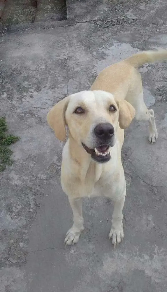 Cachorro ra a Mistura de labrador  idade 3 anos nome Rhuana