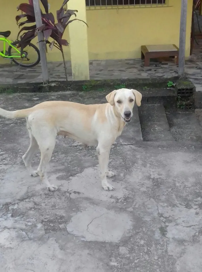 Cachorro ra a Mistura de labrador  idade 3 anos nome Rhuana