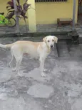 Rhuana