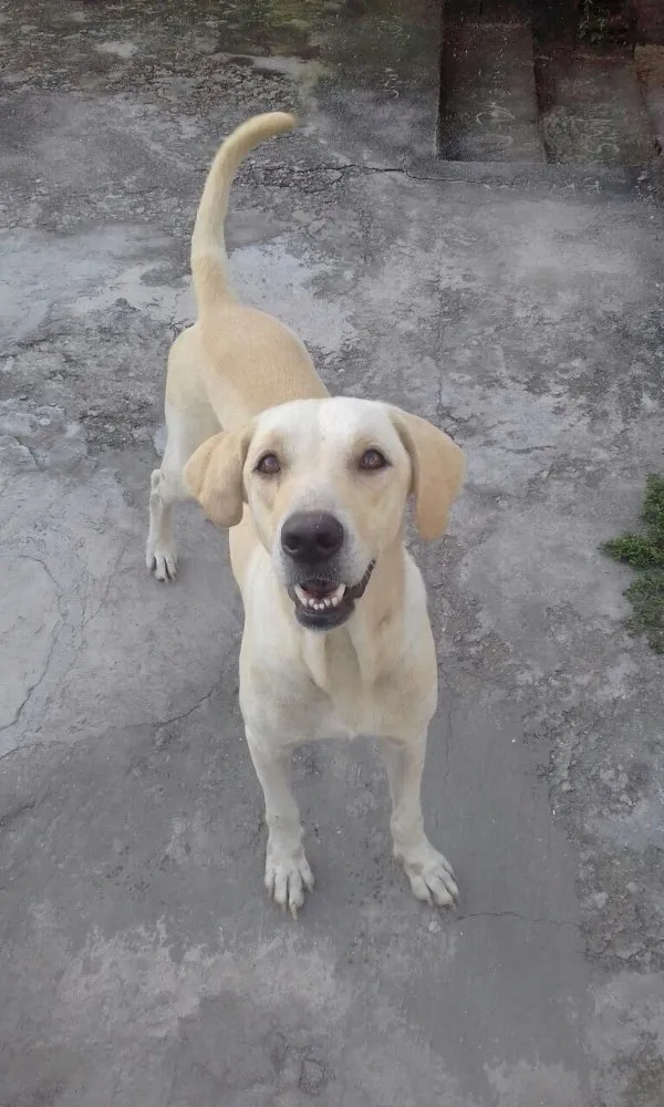 Cachorro ra a Mistura de labrador  idade 3 anos nome Rhuana