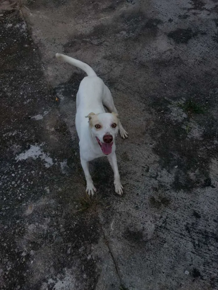 Cachorro ra a Vira lara idade 2 anos nome Diriguindim