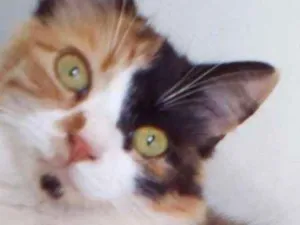 Gato raça srd idade 2 a 6 meses nome Hannah GRATIFICA
