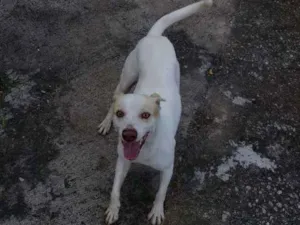 Cachorro raça Vira lara idade 2 anos nome Diriguindim