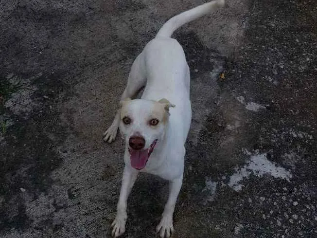 Cachorro ra a Vira lara idade 2 anos nome Diriguindim