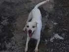 Cachorro raça Vira lara idade 2 anos nome Diriguindim