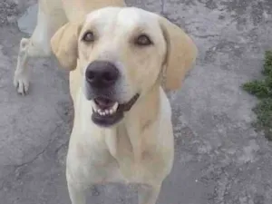 Cachorro raça Mistura de labrador  idade 3 anos nome Rhuana