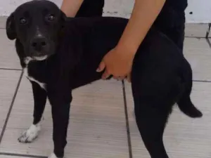 Cachorro raça Vira-Lata idade 1 ano nome Nina