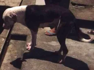 Cachorro raça Raça desconhecido  idade 2 anos nome Não tem nome