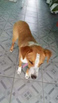 Cachorro raça SRD idade 1 ano nome LINDA