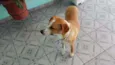Cachorro raça SRD idade 1 ano nome LINDA