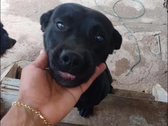 Cachorro ra a Pit Bull idade 7 a 11 meses nome Max