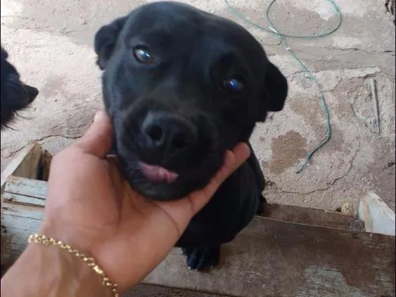 Cachorro ra a Pit Bull idade 7 a 11 meses nome Max