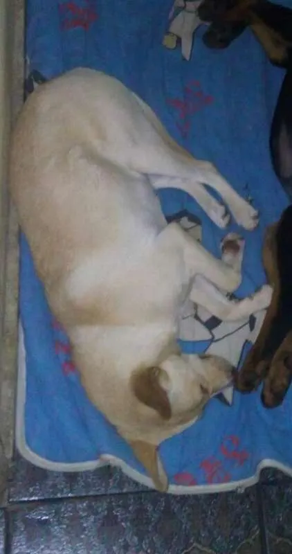 Cachorro ra a Srd idade 1 ano nome Luna