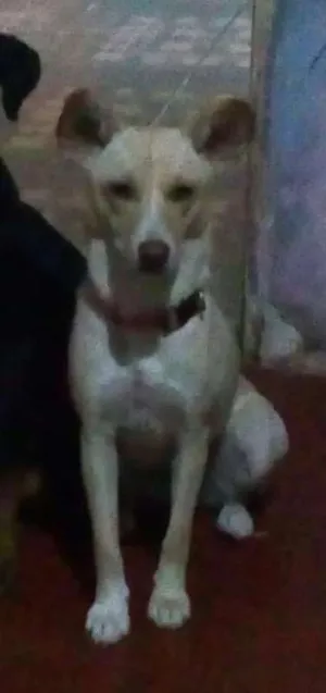 Cachorro raça Srd idade 1 ano nome Luna