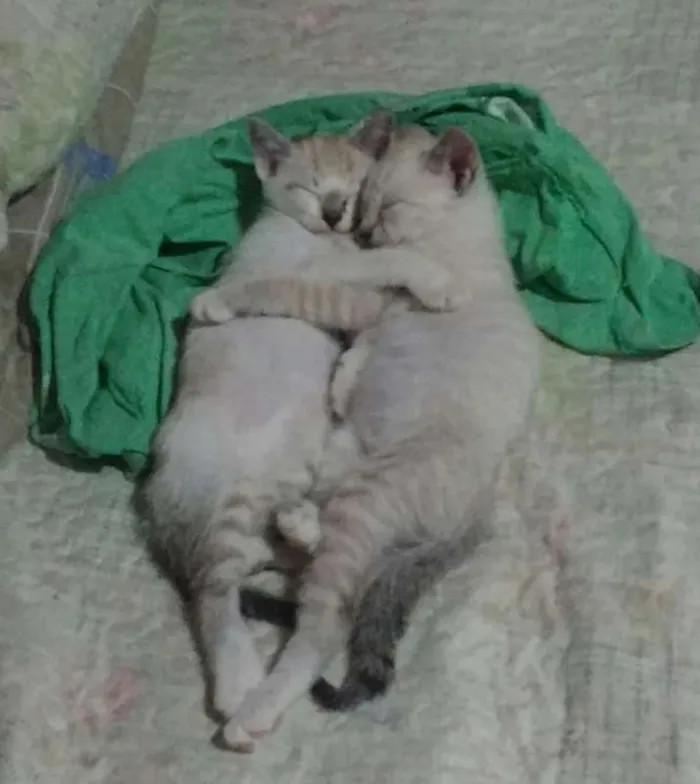 Gato ra a Srd idade 2 a 6 meses nome Túlio e meribast