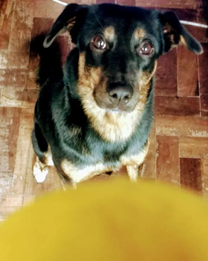 Cachorro ra a NRD idade 2 anos nome Lilica