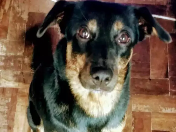 Cachorro ra a NRD idade 2 anos nome Lilica