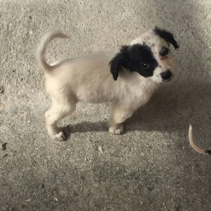Cachorro raça  idade Abaixo de 2 meses nome Olivia e Nina
