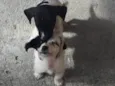 Olivia e Nina