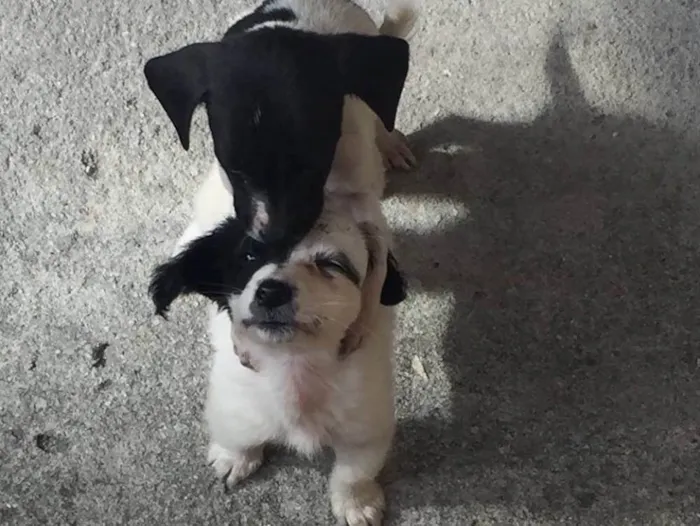Cachorro raça  idade Abaixo de 2 meses nome Olivia e Nina
