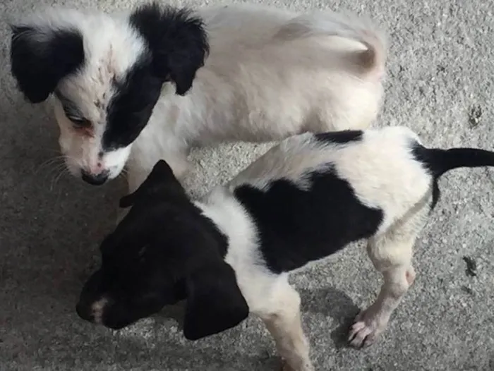 Cachorro raça  idade Abaixo de 2 meses nome Olivia e Nina