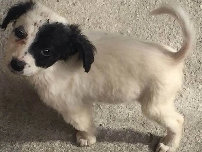 Cachorro raça  idade Abaixo de 2 meses nome Olivia e Nina