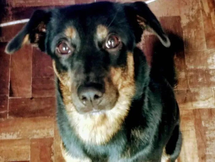 Cachorro ra a NRD idade 2 anos nome Lilica