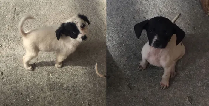 Cachorro raça  idade Abaixo de 2 meses nome Olivia e Nina