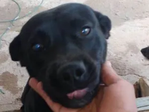 Cachorro raça Pit Bull idade 7 a 11 meses nome Max