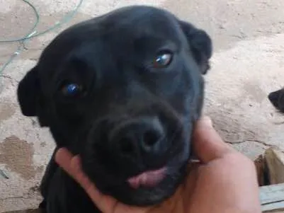 Cachorro ra a Pit Bull idade 7 a 11 meses nome Max