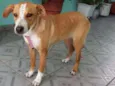 Cachorro raça SRD idade 1 ano nome LINDA