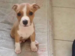 Cachorro raça Pitbull idade 2 a 6 meses nome Thor