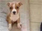 Cachorro raça Pitbull idade 2 a 6 meses nome Thor