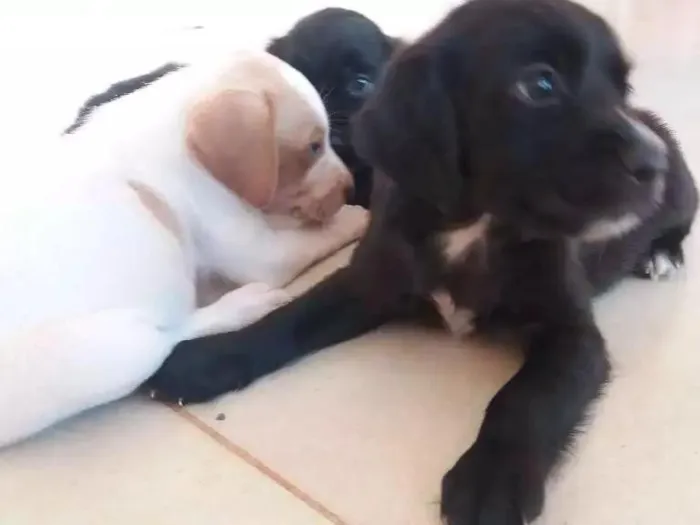 Cachorro raça Vira-lata idade Abaixo de 2 meses nome Não tem nomes