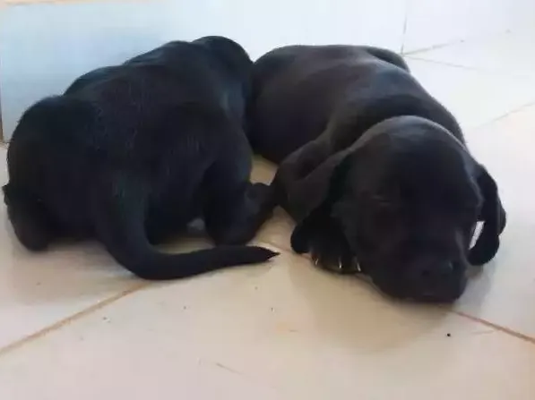 Cachorro raça Vira-lata idade Abaixo de 2 meses nome Não tem nomes