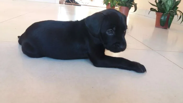 Cachorro raça Vira-lata idade Abaixo de 2 meses nome Não tem nomes