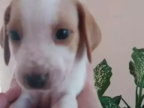 Cachorro raça Vira-lata idade Abaixo de 2 meses nome Não tem nomes